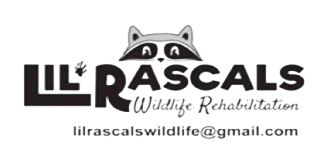 Lil Rascals Wildlife Rehabilitation