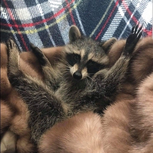 Cuddle Coats Donate And Help An, Donate Fur Coats Toronto